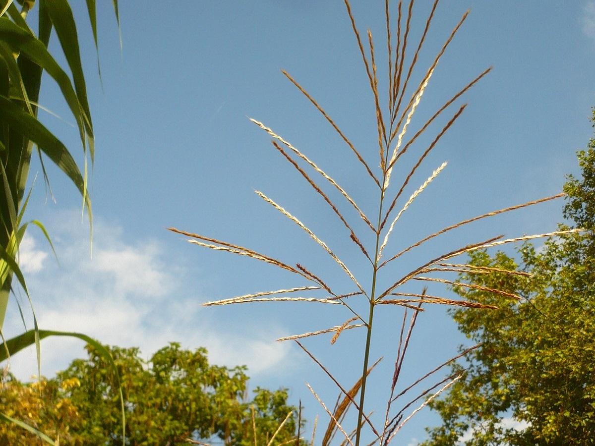 Miscanthus sinensis (Poaceae)